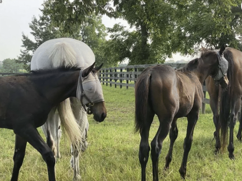 Unique Horse Farm Tour: Lexington Kentucky Horse Farms Tour